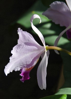 Orchid 209 1.jpg