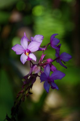 Orchid # 3... 2/09.jpg