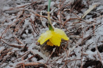 Daffodil Wilts From Fresh Snow.jpg