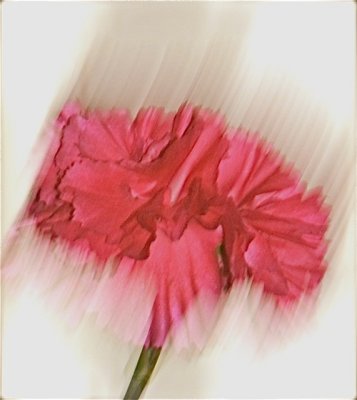 Carnation Art.jpg