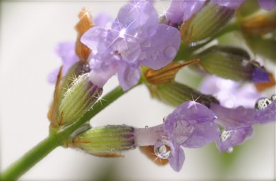 Lavender Plant with Star Burst Effect