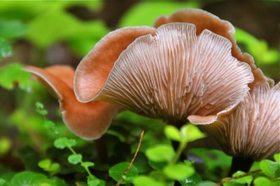 Mushroom 809.jpg
