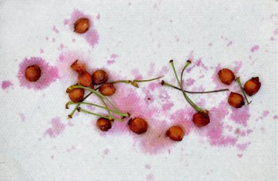 Pitted Cherries 2.jpg