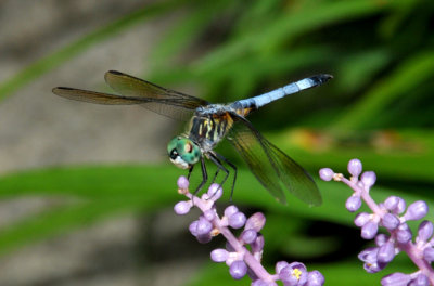 Dragonfly on Liriope Bloom.