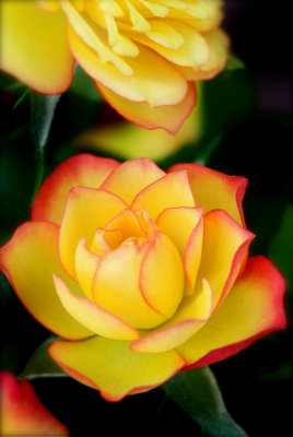 Multicolored Rose.jpg