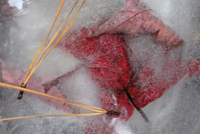 Leaf In Ice