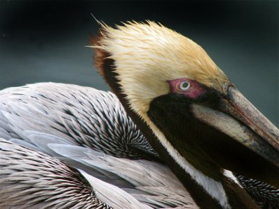 Pelican in Morehead City, N.C.