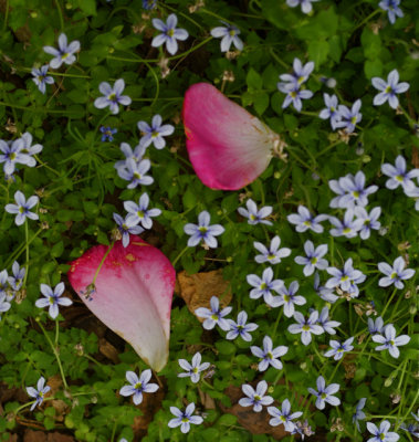 Rose Petals in Bed of Blue Star Creeper