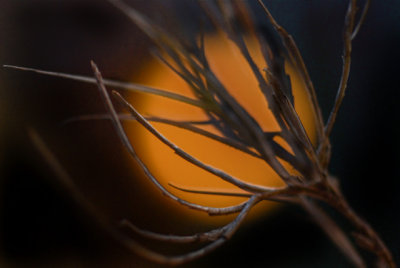 Dried Grass and Light