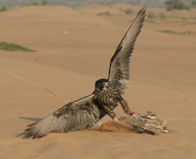 falcon landing
