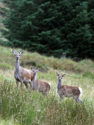 Wildlife