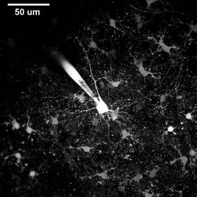 neurons.jpg