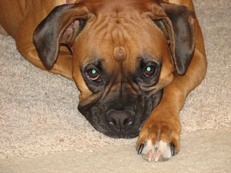 love her paws the pink and black nails