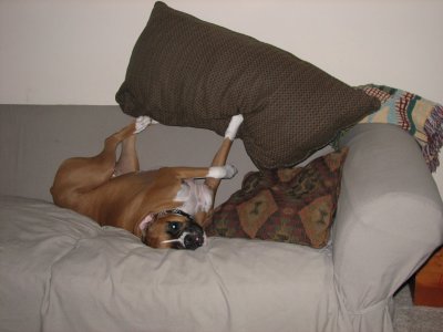 Tearing up the couch