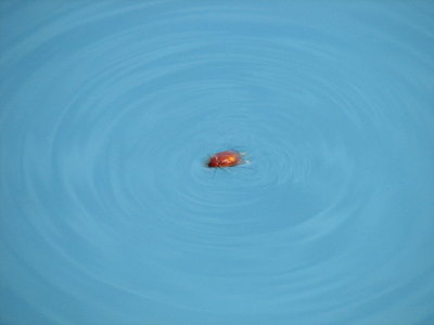 June bug taking a swim