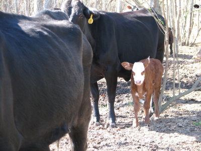 One of the calfs