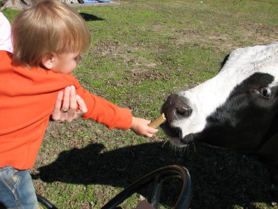 Bubbie feeding his cow
