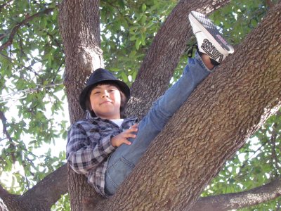 Cool Kid in a Tree