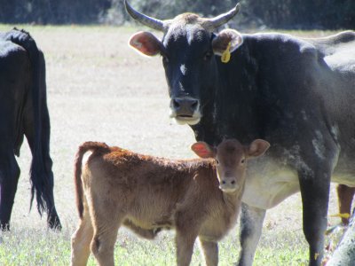 Cow and her calf