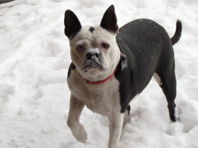 Lola w/ snow on her nose