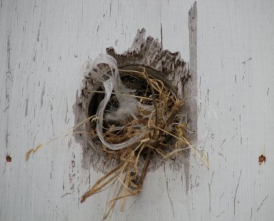 Bird's Nest 3 Feb. 2008
