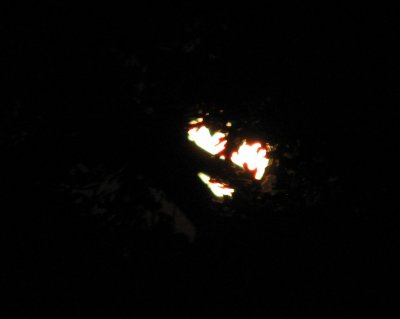 Moon thru the trees 19 May 2008