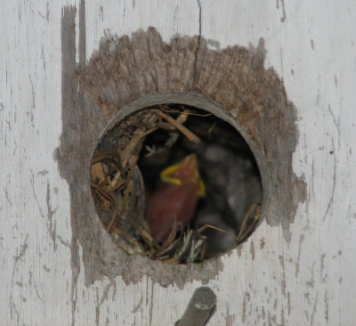 Baby Bird in the Bird House Crying for Mom 4 June 2008
