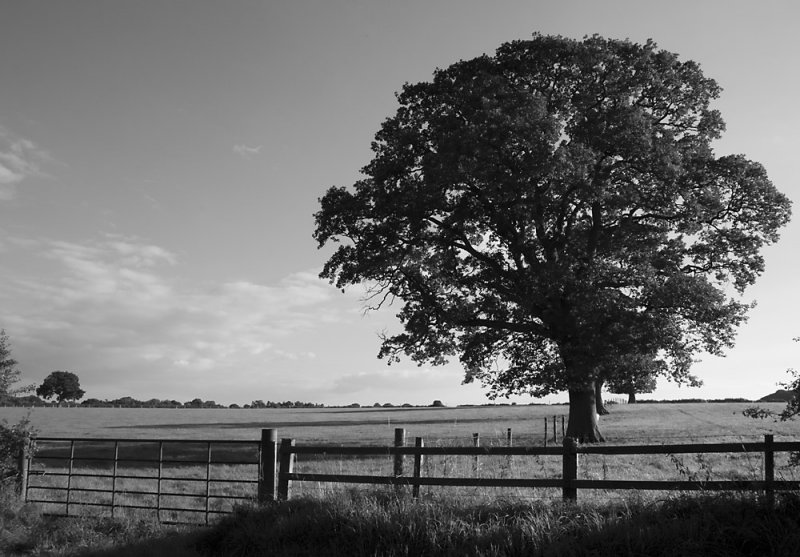 Fence, Gate & Tree...........