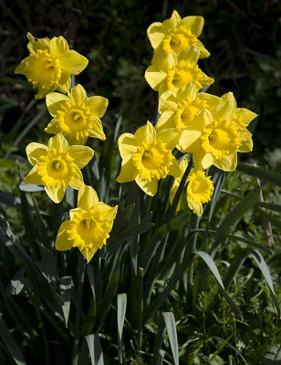 Daffodils in the hedgerow