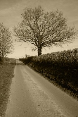 Dorset Lane