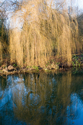 River Stort - December 07