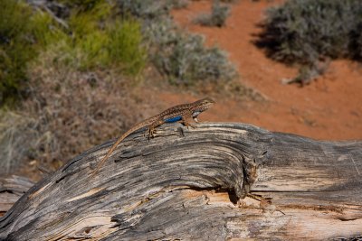 Blue Bellied Lizzard at Island in the Sky Viewpoint