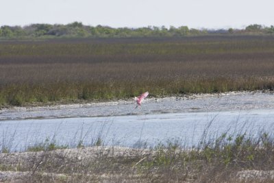 Aransas Wildlife Refuge