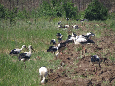 Storks feeding in newly turned soil