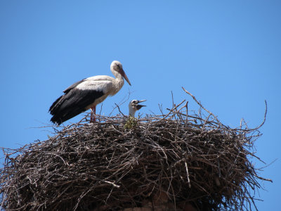 Stork and chick