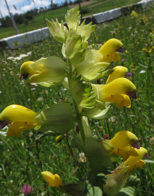 Pedicularis (Lousewort)