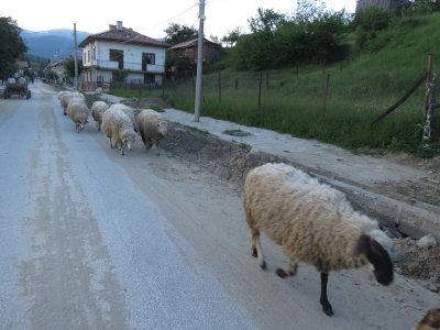 Sheep being sheep