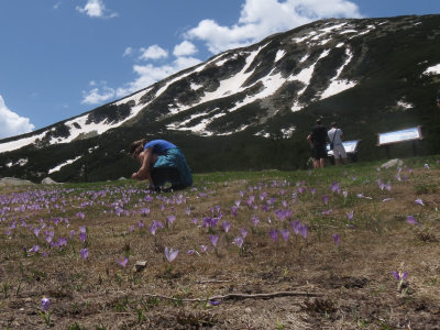 Evgeny's daughter, Nora, photographing crocuses