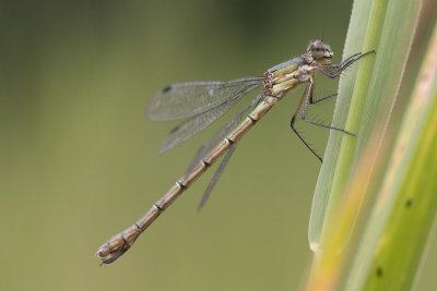 Lestes sponsa