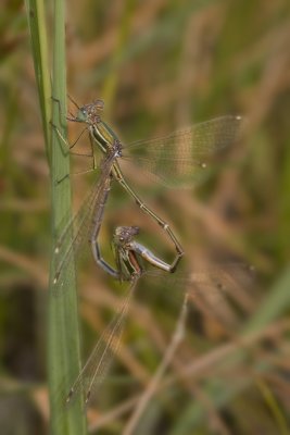 Lestes barbarus