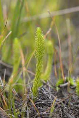 Lycopodiella inundata