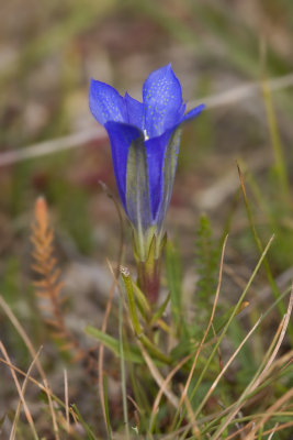 Gentiana pneumonanthe