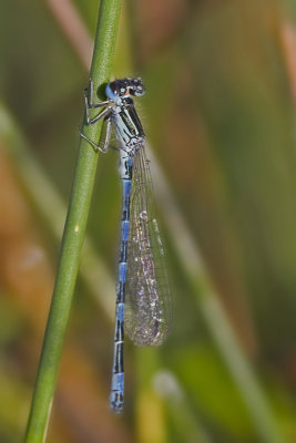 Coenagrion mercuriale