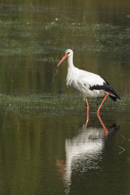 Ciconia ciconia