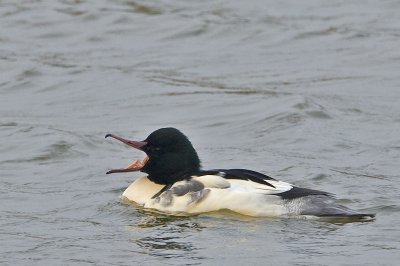 Mergus merganser