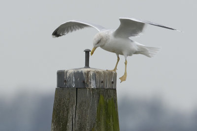 Larus argentatus