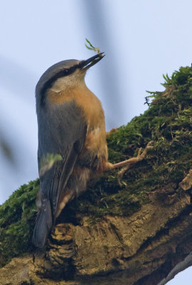 Sitta europaea