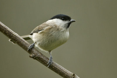 Poecile palustris