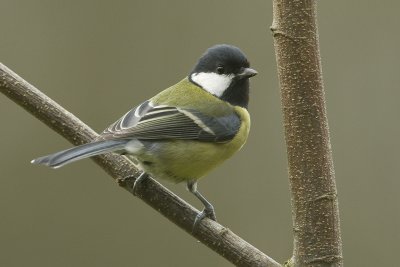 Parus major