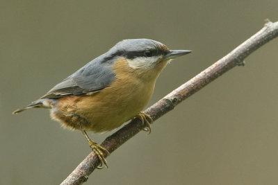 Sitta europaea